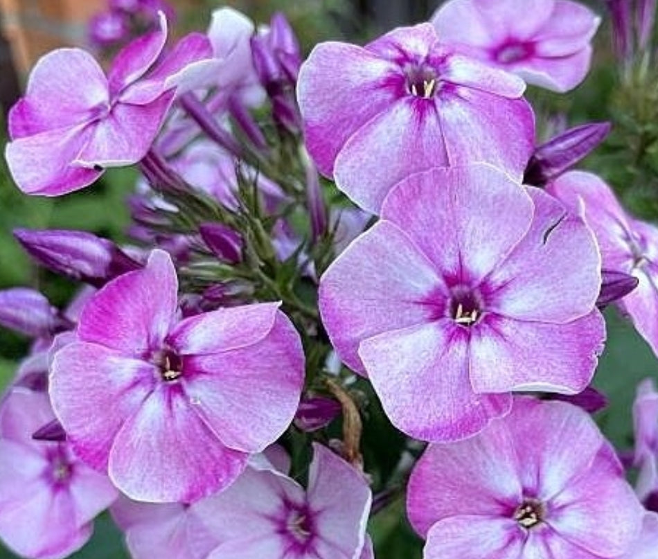 Phlox Flash Dance 50 Seeds