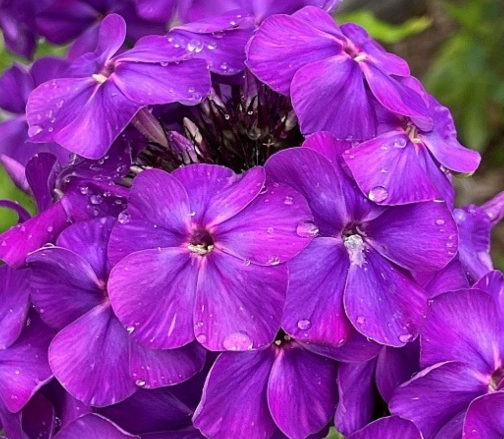 Phlox Avatar 50 Seeds