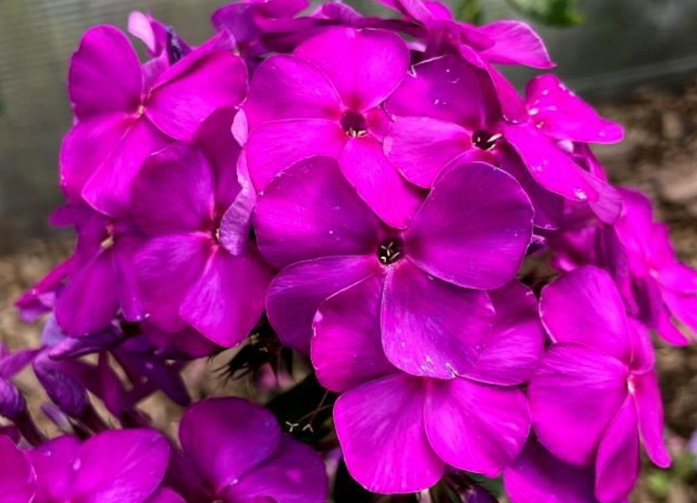 Phlox Avatar 50 Seeds