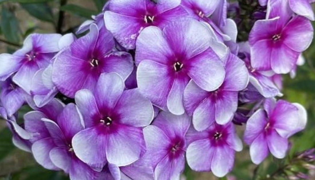 Phlox Elegance 50 Seeds
