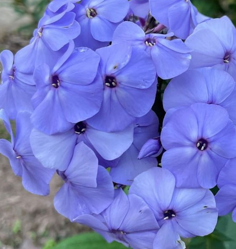 Phlox Blue Boy 50 Seeds