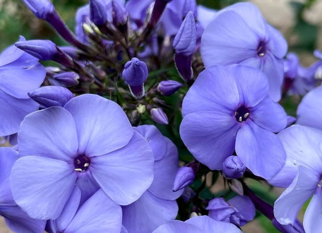 Phlox Blue Boy 50 Seeds