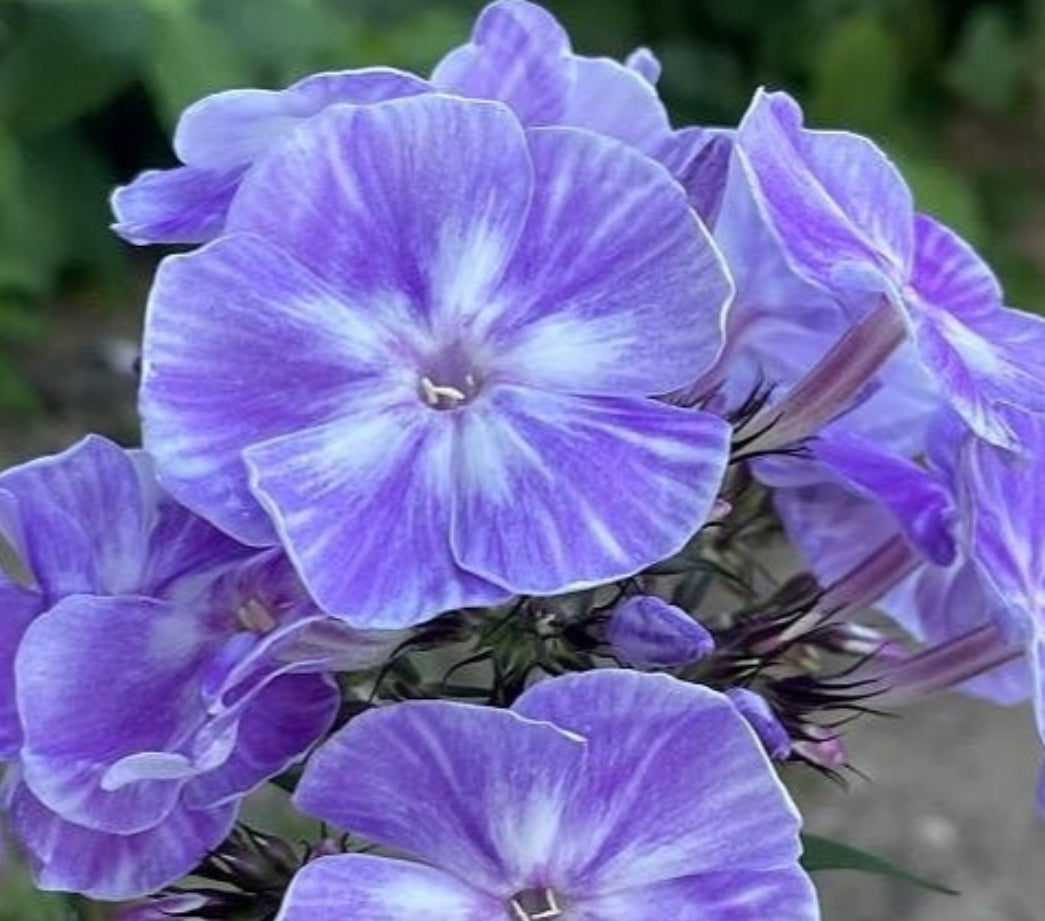 Phlox Mushroom Rain 50 Seeds