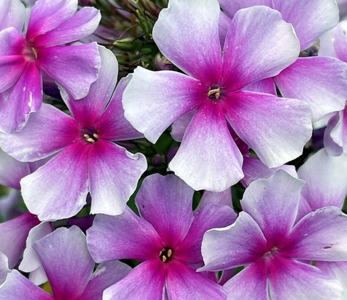 Phlox Silvia 50 Seeds