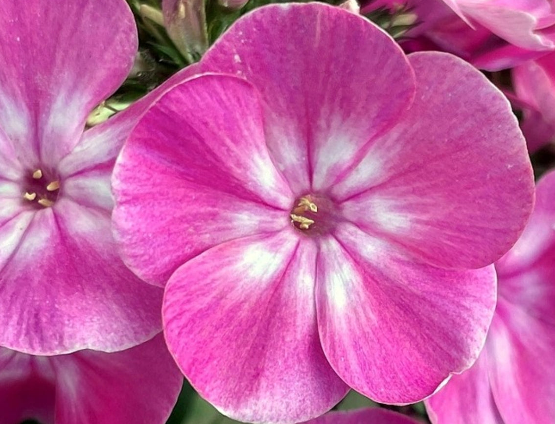 Phlox Anastasia 50 Seeds