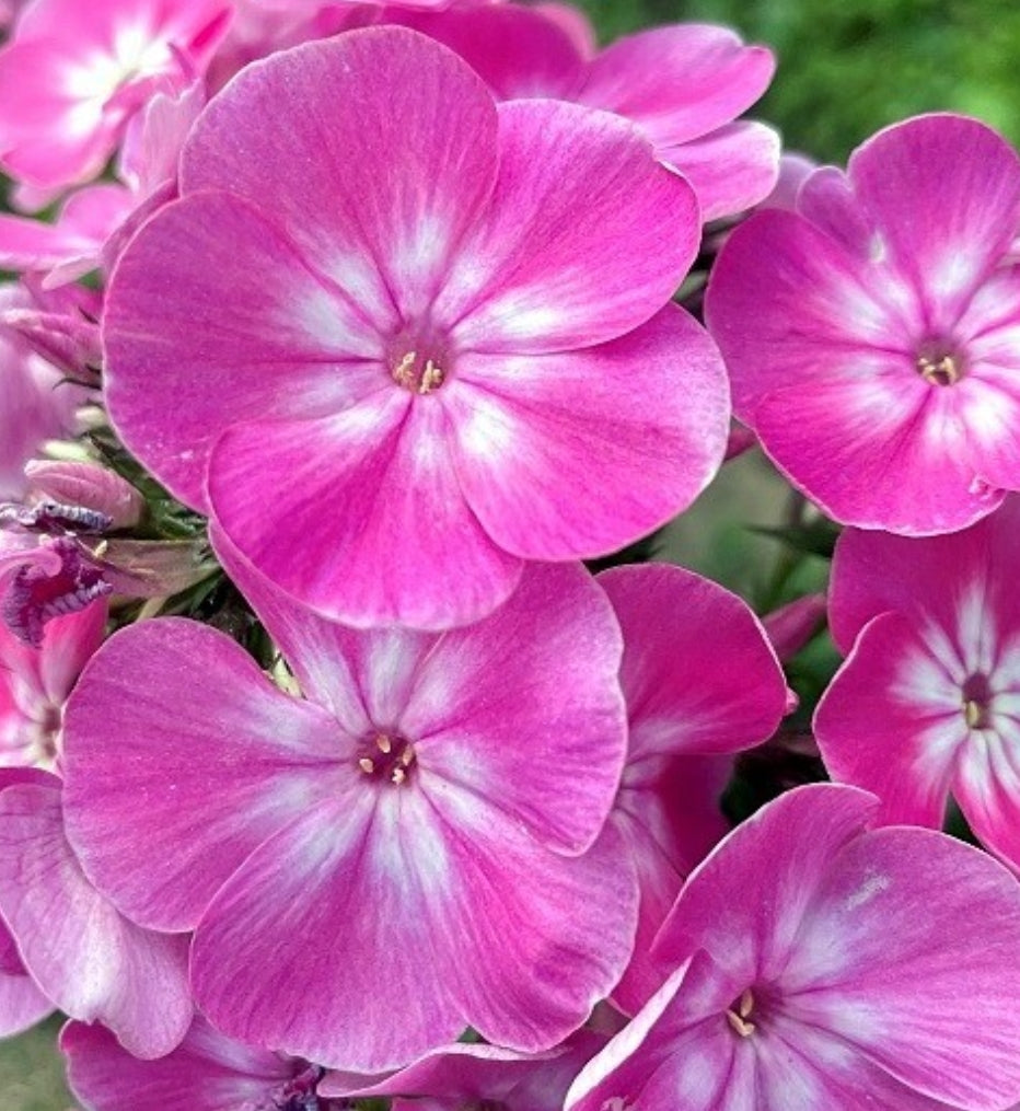 Phlox Anastasia 50 Seeds