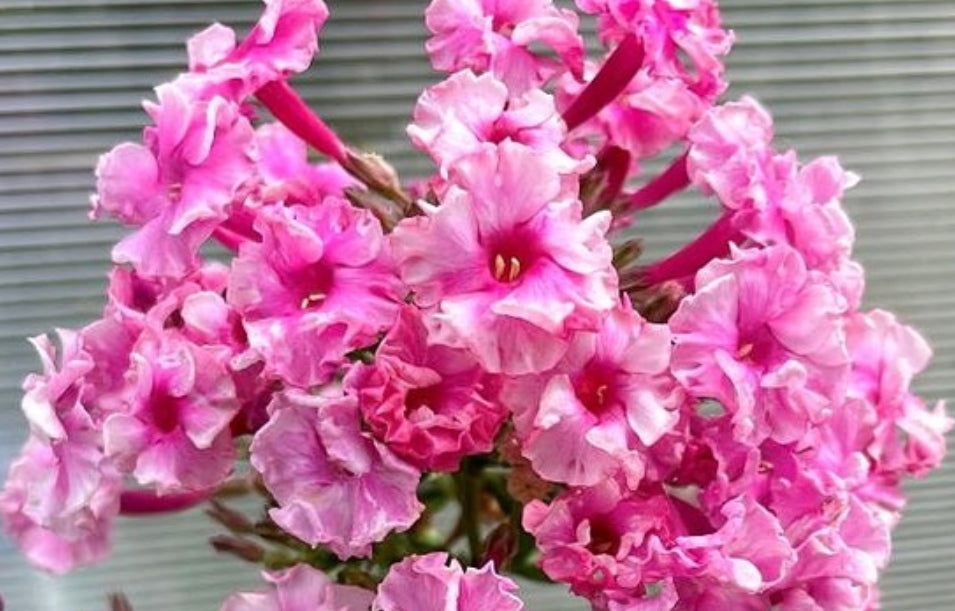 Phlox Schneeweibchen und Rosenrot 50 Seeds