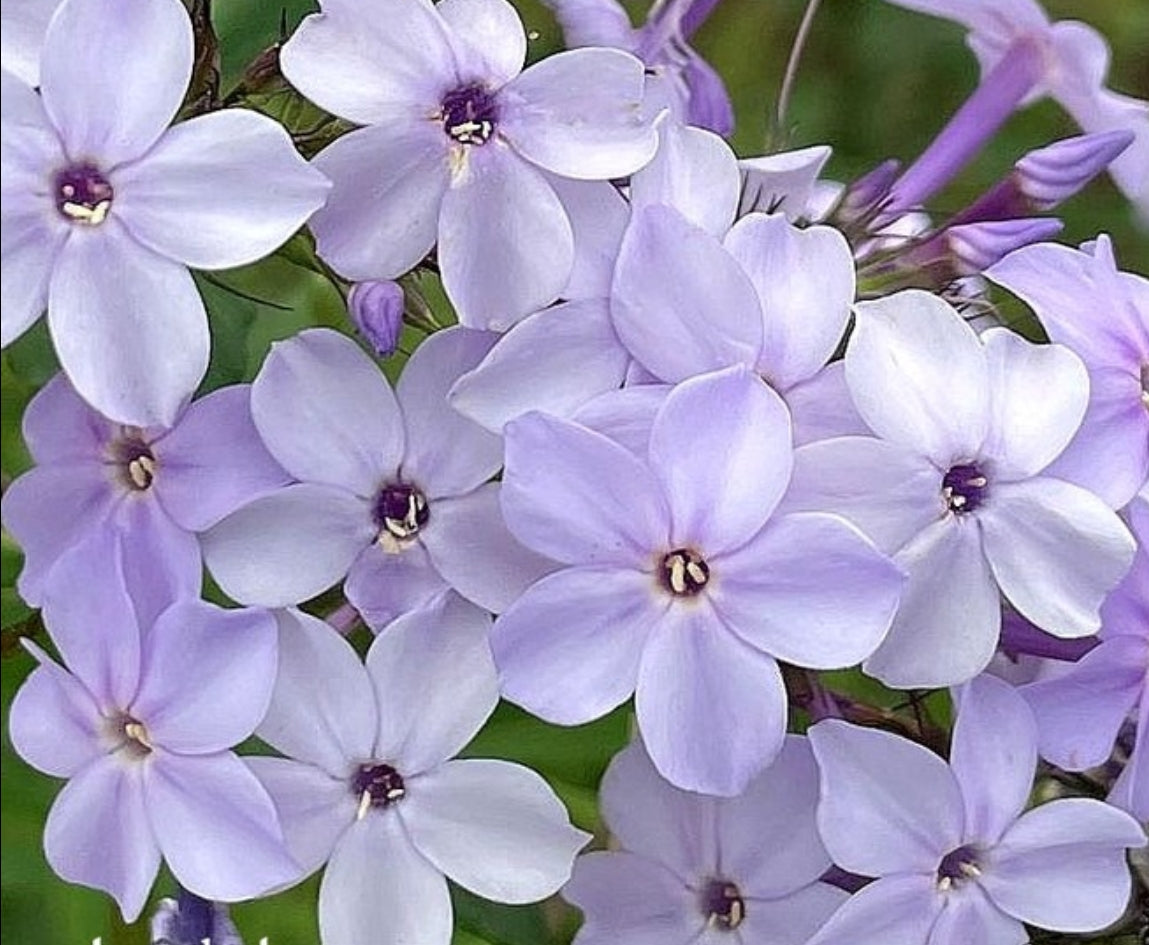 Phlox Flideranzian 50 Seeds