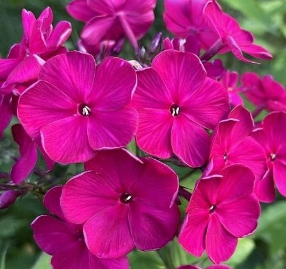 Phlox Cherry Boom 50 Seeds