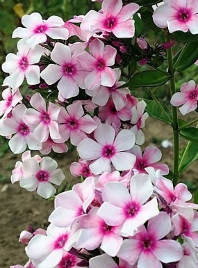 Phlox Hot snow 50 Seeds