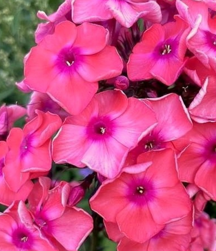 Phlox Pink Lips 50 Seeds