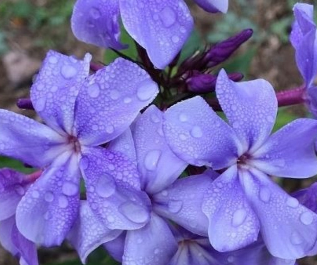 Phlox Sky Lines 50 Seeds