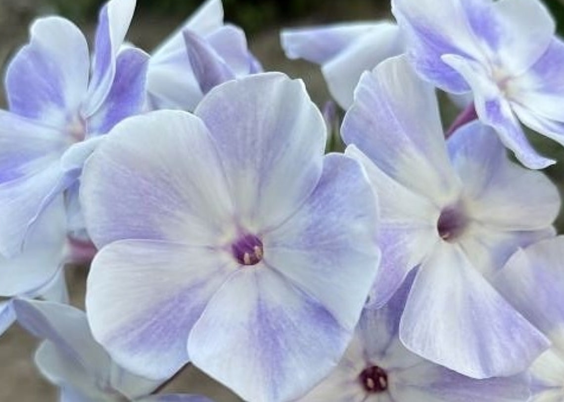 Phlox Blue Diamonds 50 Seeds