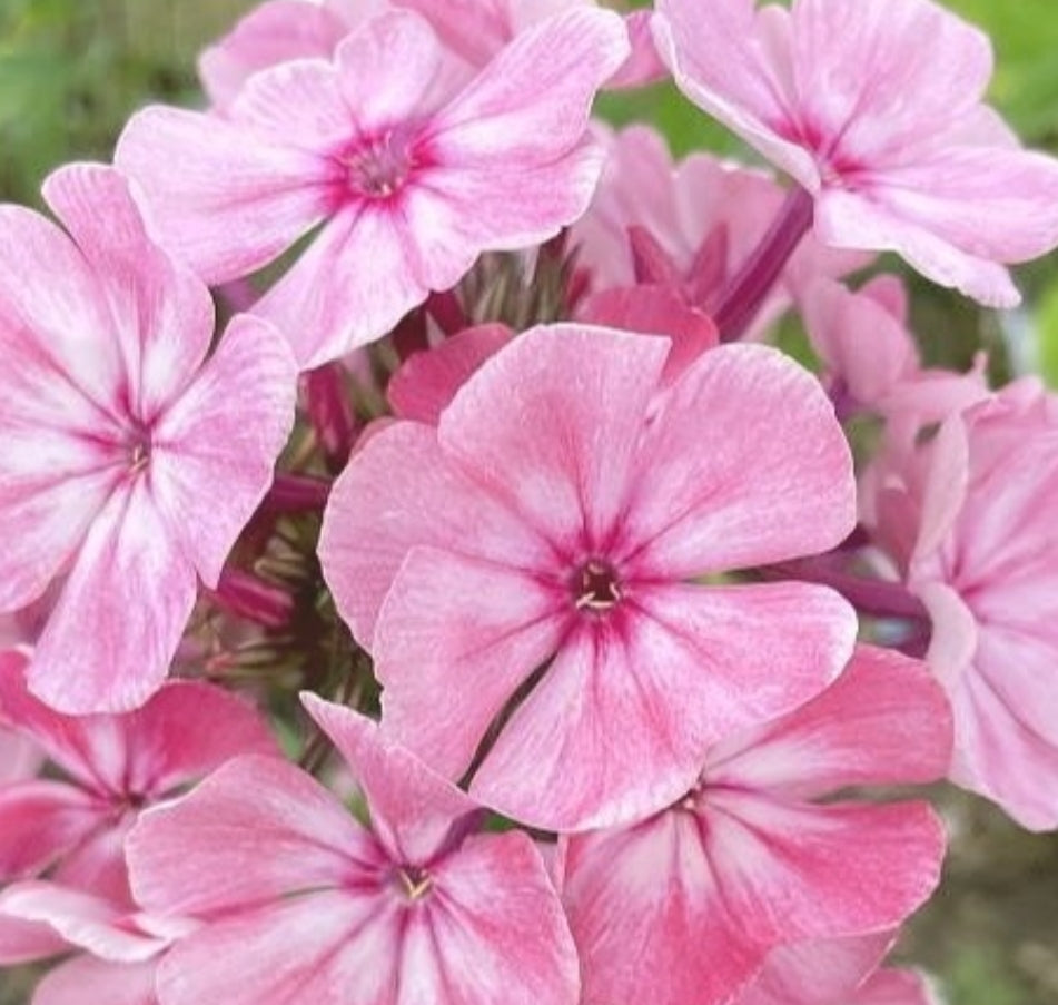 Phlox Gerda 50 Seeds