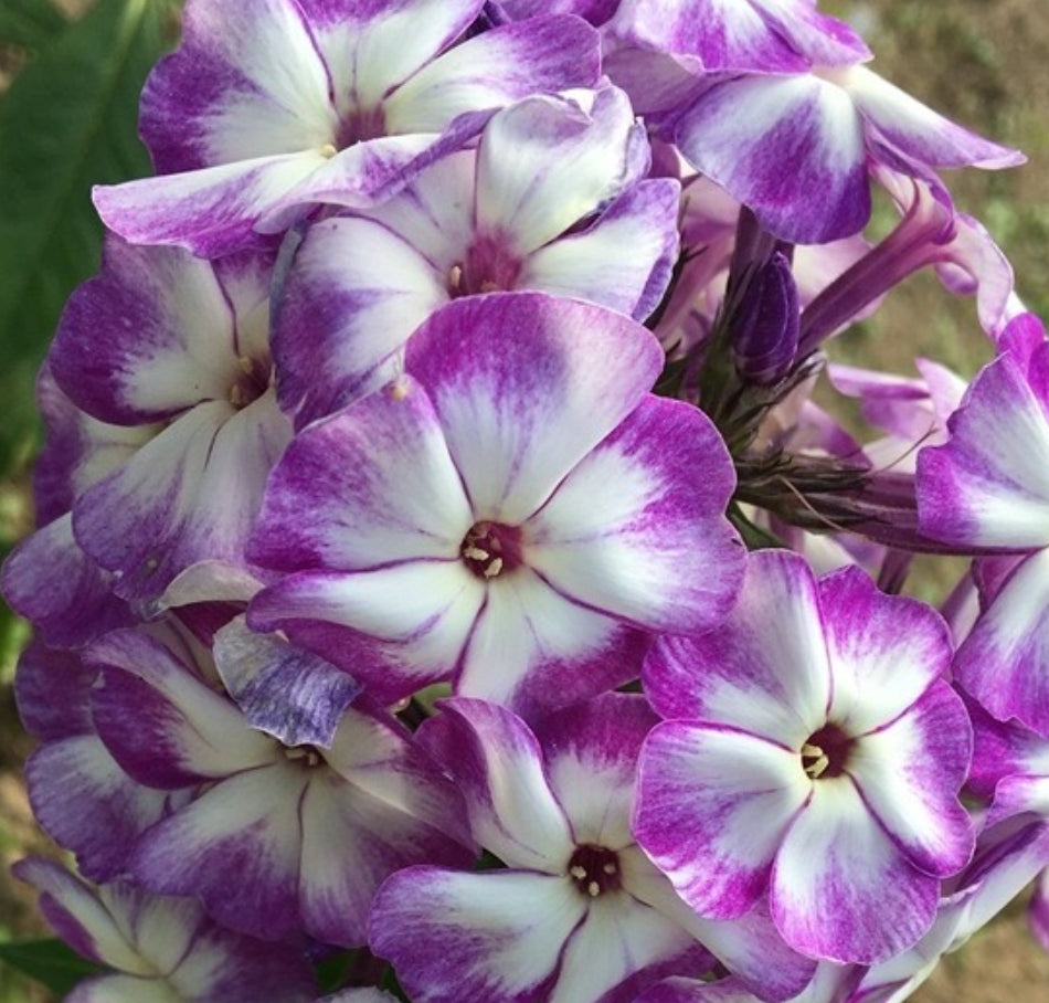 Phlox Memories 50 Seeds