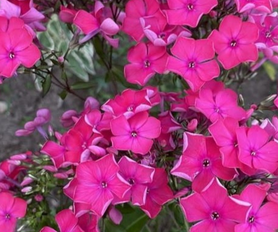 Phlox Dreamer Magic 50 Seeds