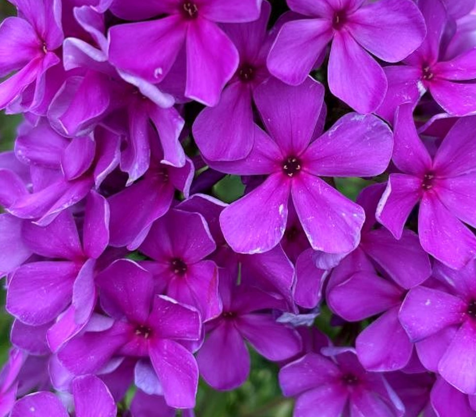 Phlox Sea Wolf 50 Seeds