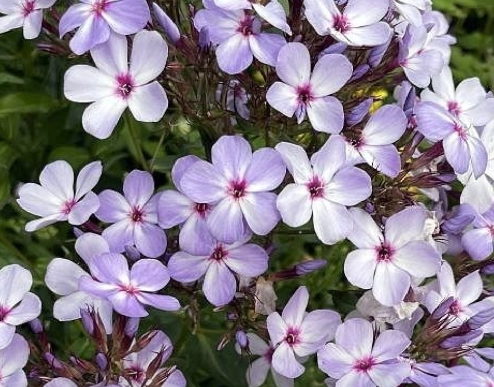 Phlox Blue Eyes 50 Seeds
