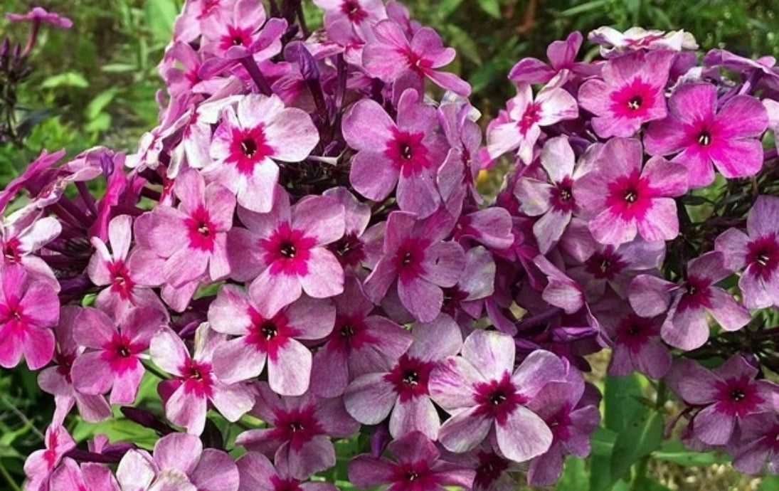 Phlox Mr. X 50 Seeds