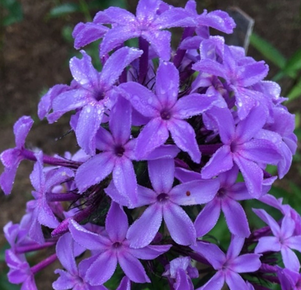 Phlox Benjamin 50 Seeds
