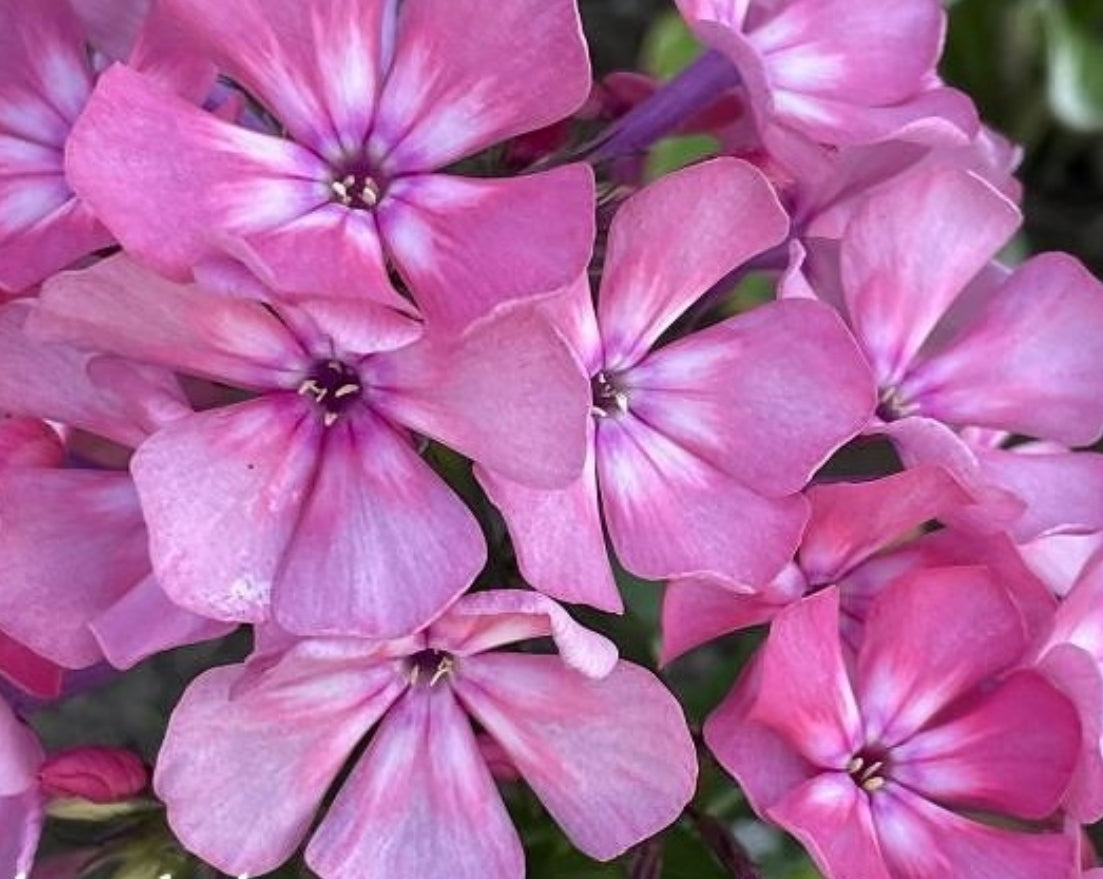 Phlox River town 50 Seeds
