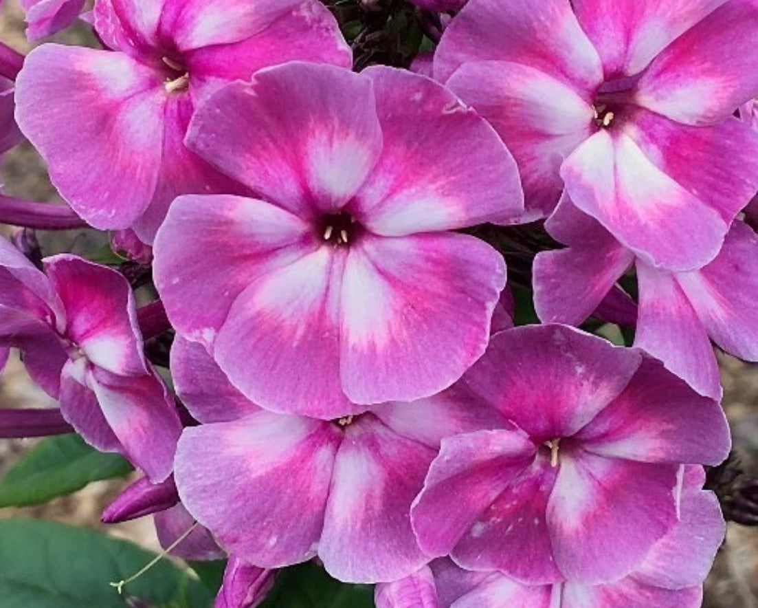 Phlox Small Secret 50 Seeds