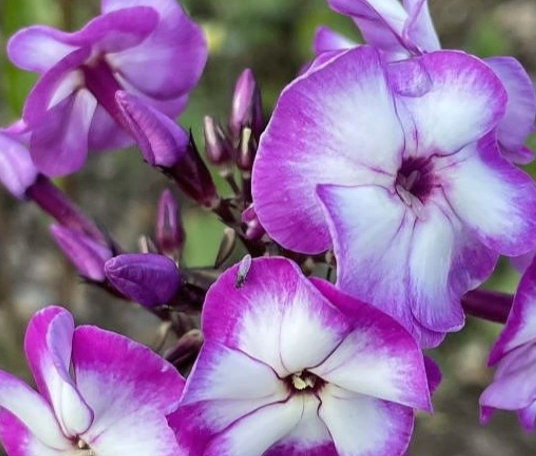 Phlox Maximus 50 Seeds