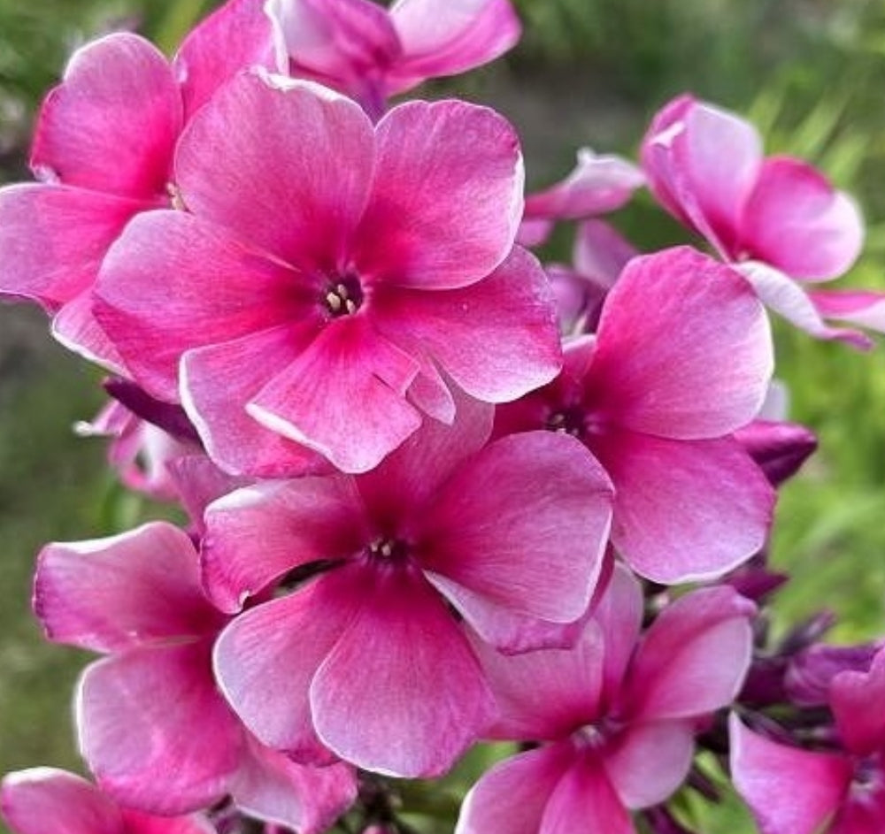 Phlox Gringo 50 Seeds