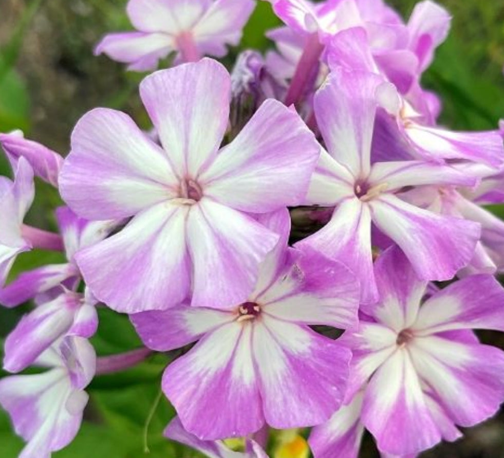 Phlox Moon Stone 50 Seeds
