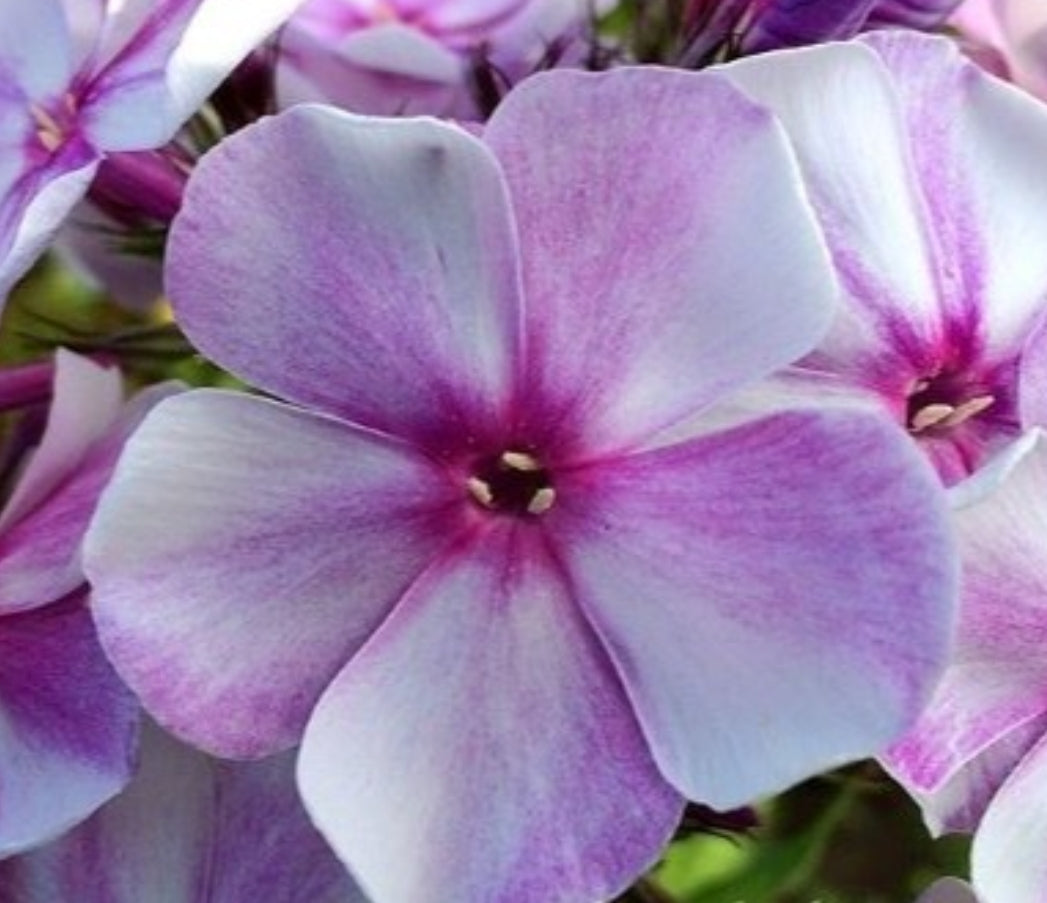 Phlox Moon Rainbow 50 Seeds