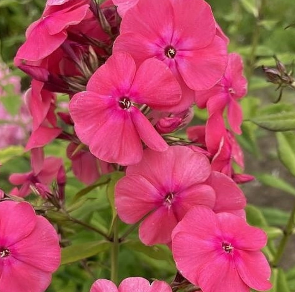 Phlox Lambada 50 Seeds