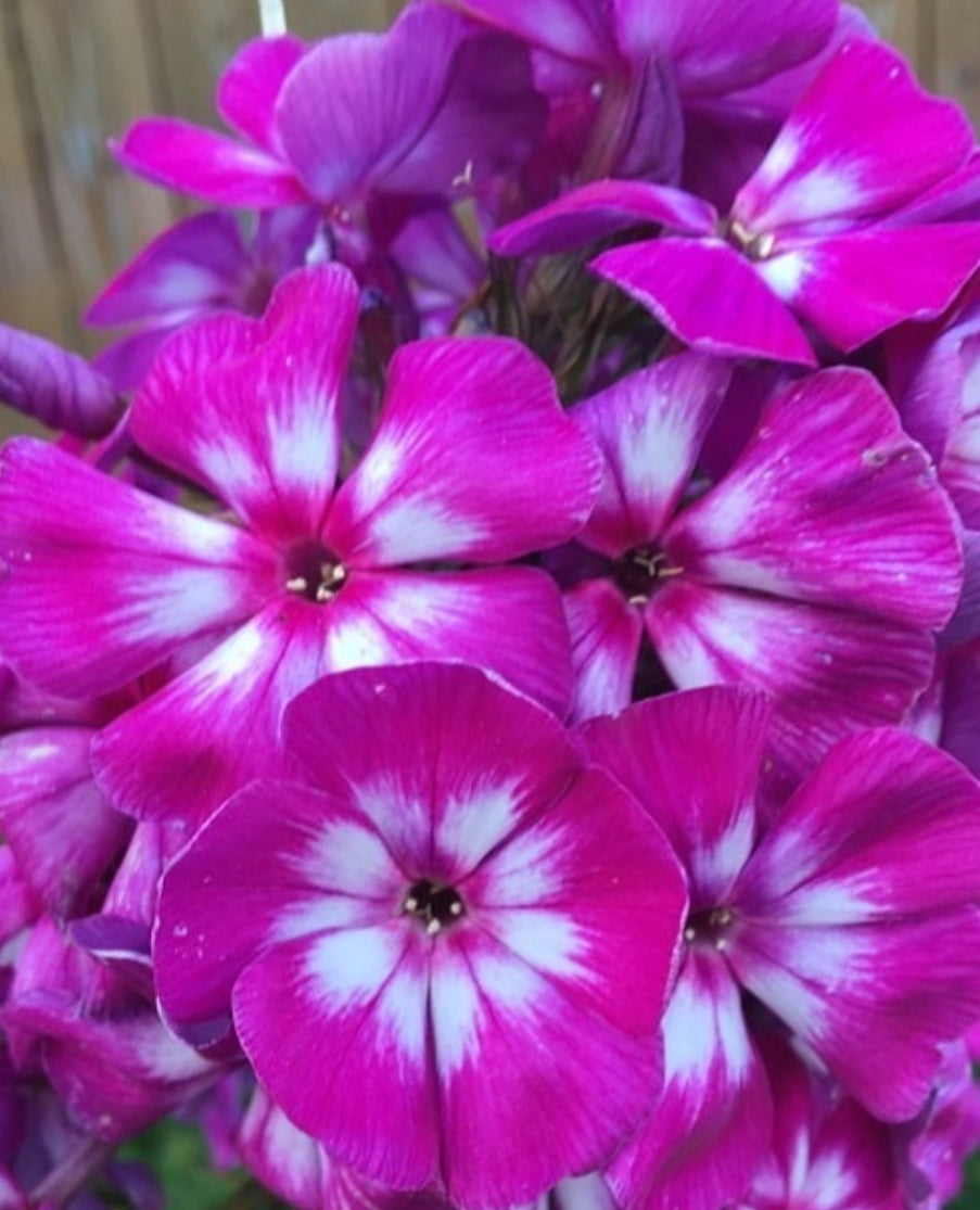 Phlox Candy Vendy 50 Seeds