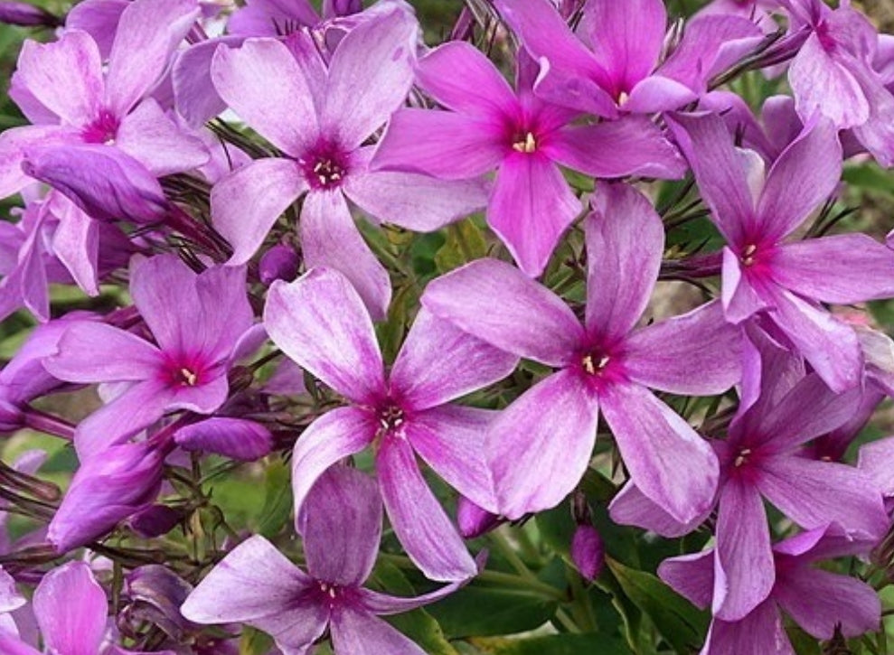 Phlox No Name 50 Seeds