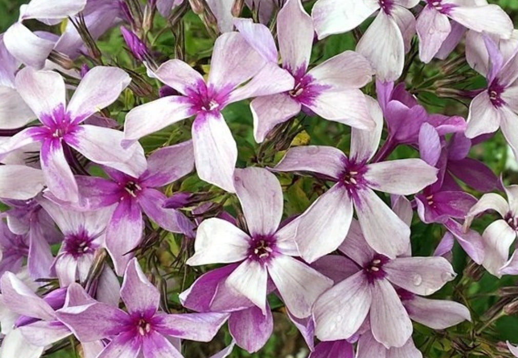 Phlox No Name 50 Seeds