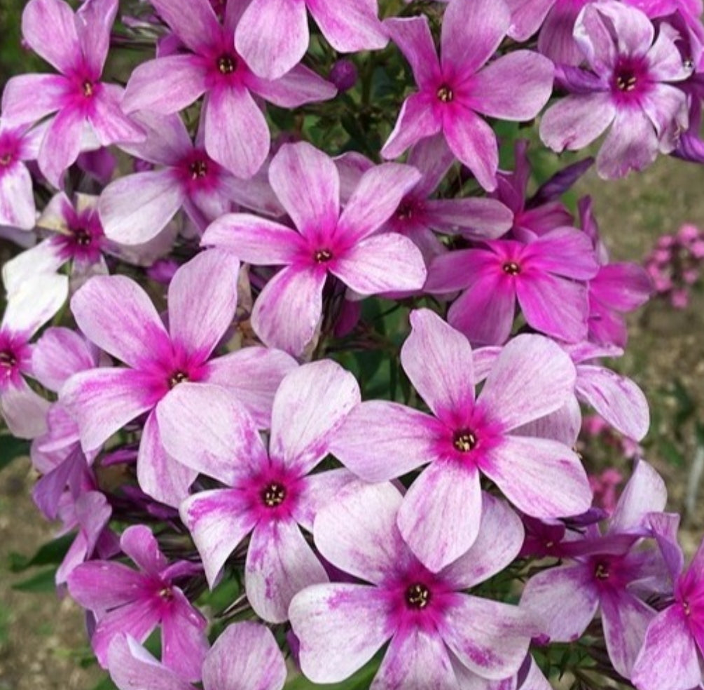 Phlox No Name 50 Seeds