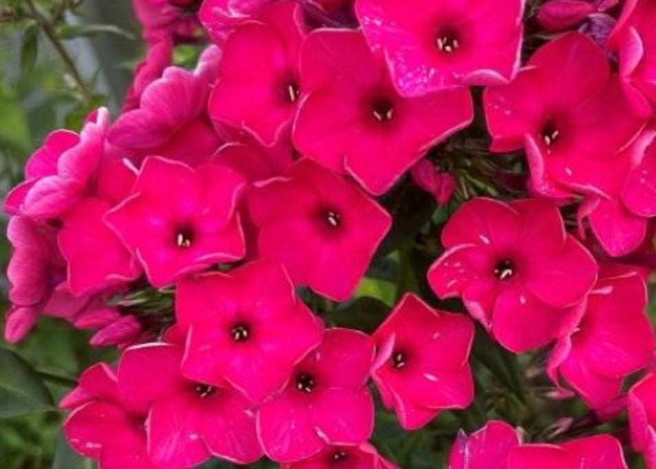 Phlox Lucky Lady 50 Seeds