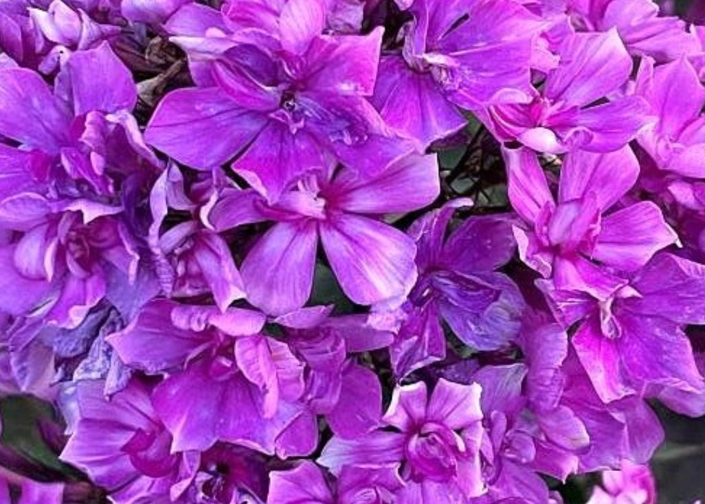 Phlox Eagle Wings 50 Seeds