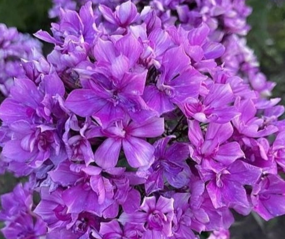 Phlox Eagle Wings 50 Seeds