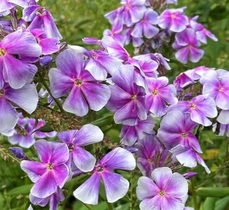 Phlox Captain 50 Seeds