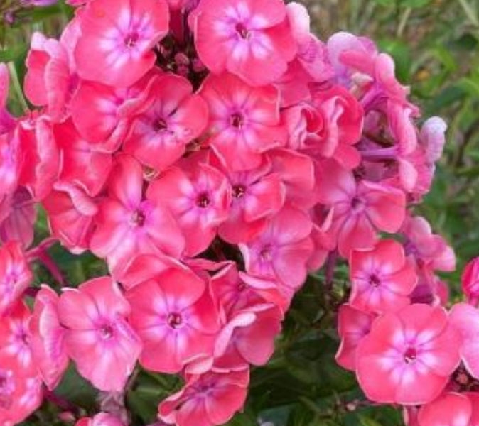 Phlox Isolda 50 Seeds