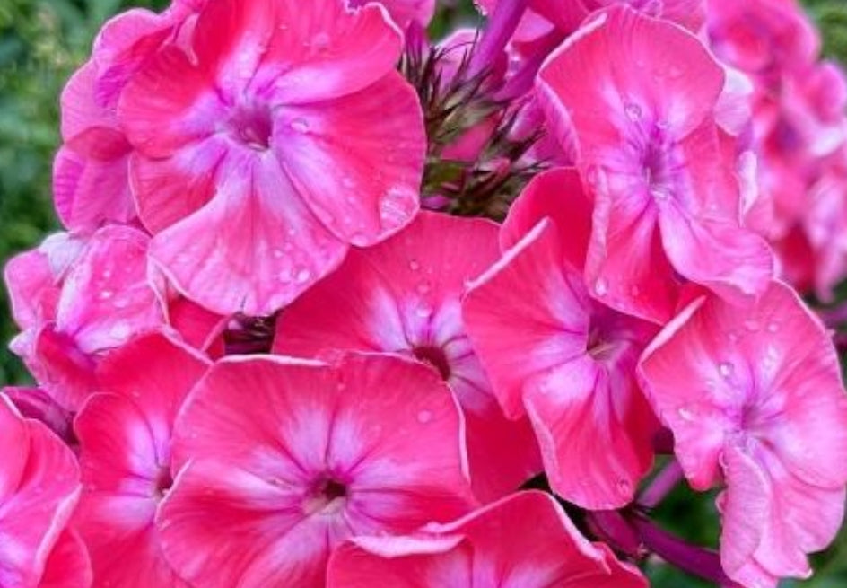 Phlox Isolda 50 Seeds