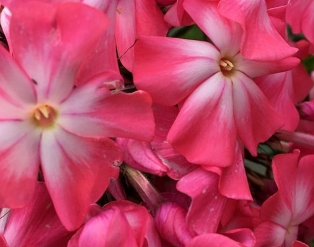 Phlox Strawberry Cream 50 Seeds
