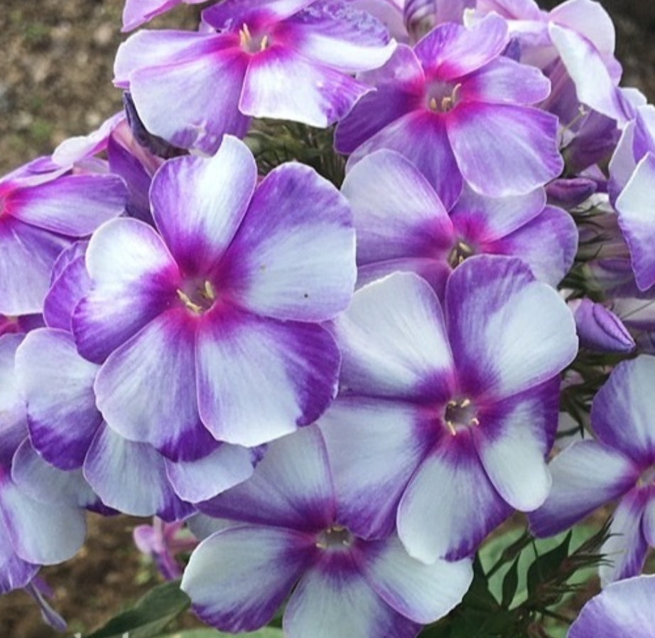Phlox Natalie 50 Seeds