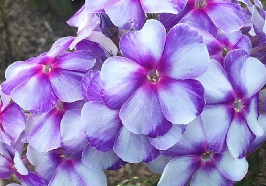 Phlox Natalie 50 Seeds