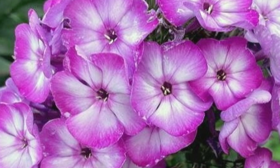 Phlox Artic Breeze 50 Seeds