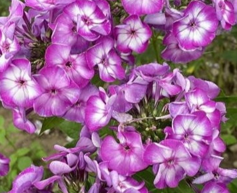 Phlox Artic Breeze 50 Seeds