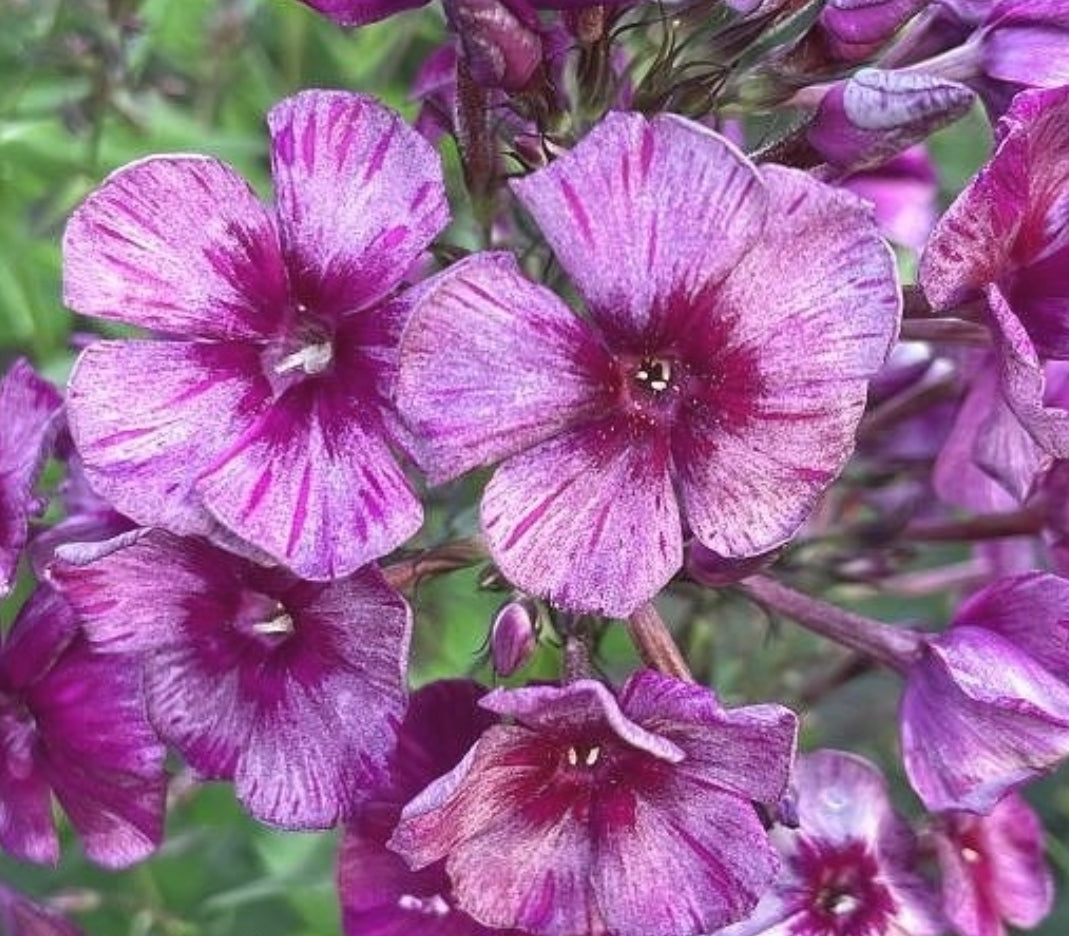 Phlox Dragon Wings 50 Seeds