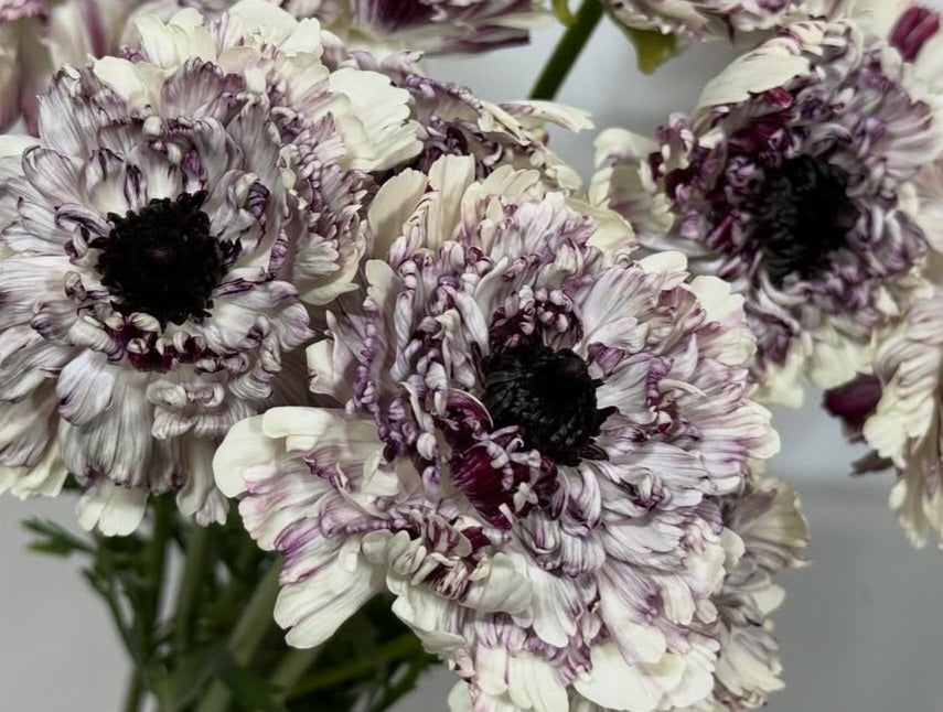 Ranunculus Japan Series Bella 7 Bulbs