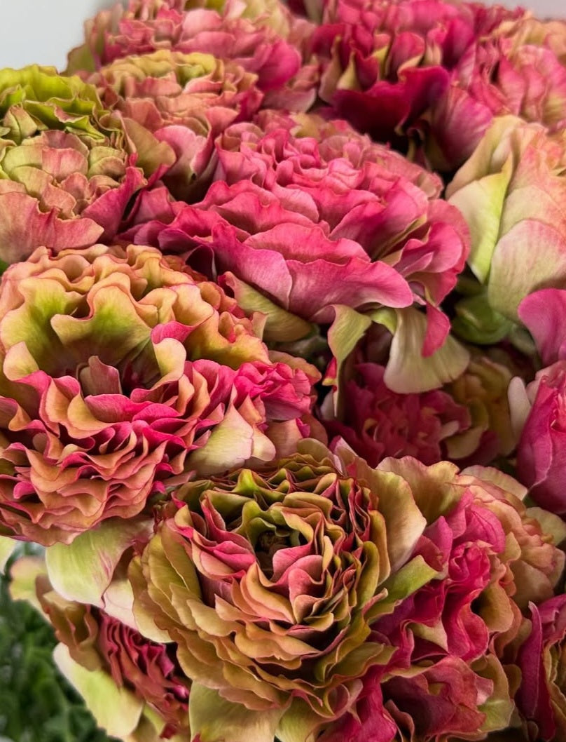 Ranunculus Japan Series Sunset 7 Bulbs