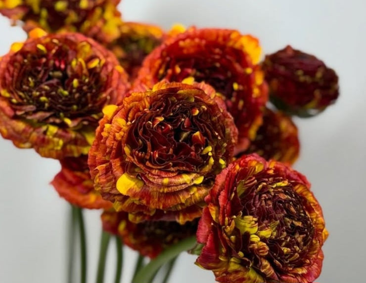 Ranunculus Japan Series Morning Coffee 7 Bulbs